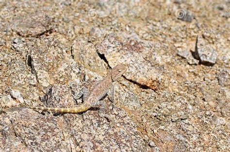  Agama ¡Una joya escamosa que se camufla entre las rocas del desierto!