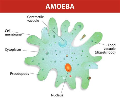  Arcella! Un Amoebozoa Unicelular Que Vive Una Vida Fascinante de Flujo y Fortificación