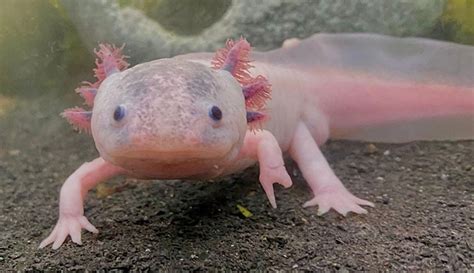  Axolotl: Un Anfibio Acuático Que Nunca Deja de Ser un Renacuajo!