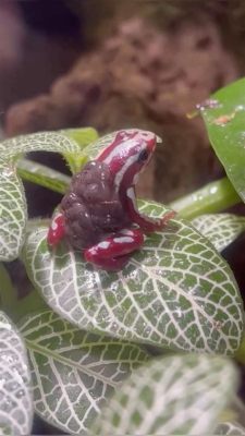  Darted Frog: A Tiny Treasure Exhibiting Exceptional Jumping Abilities and Vibrant Camouflage!