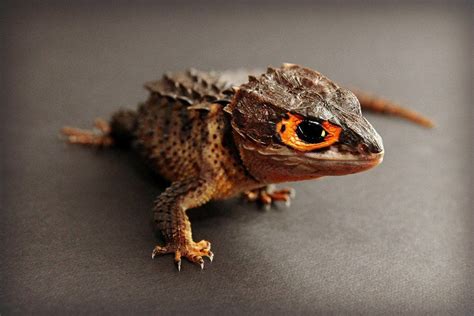 Dragon Lizard: Un Reptil Escalador Inusual Con Colmillos Que Podrían Dejarte Sin Palabras