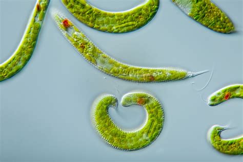   Euglena: ¿Un animal o una planta camuflada en el mundo microscópico?