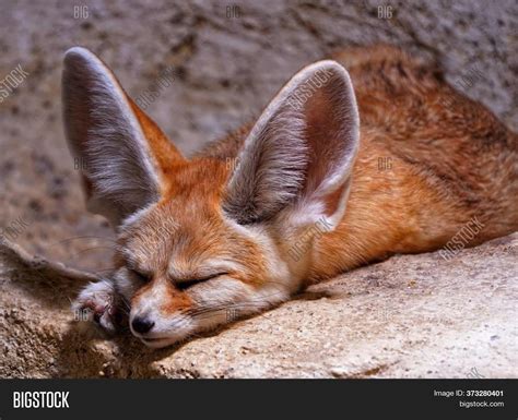  ¡Fennec! ¿Conoces al zorro del desierto con orejas gigantes que te robarán el corazón?