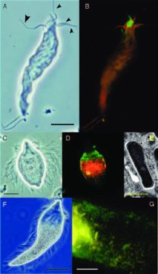 Intestinalis: ¡Un Viaje Microscópico al Mundo de los Protistas Flagelados!