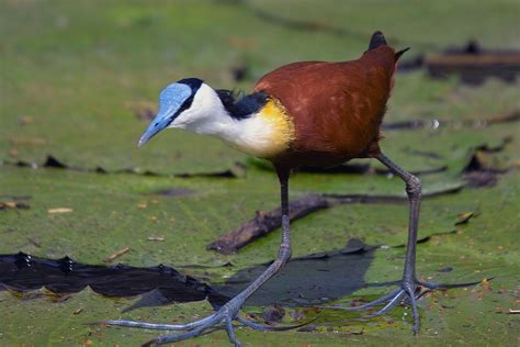  Jacana, ¿Un ave que camina sobre el agua o un mago disfrazado de plumaje?