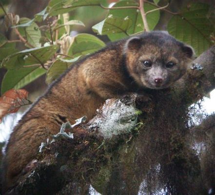   Olinguito: ¿Un pequeño carnívoro de la selva con una personalidad enigmática?