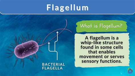  Vibrio! ¡Un Microorganismo Con Flagelos Que Desafía la Definición de Animal!