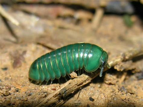  Zigomilus - ¡Un Diplopodo que te hará cuestionar la definición misma de pie!