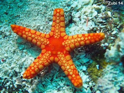 Elegantes Estrellas de Mar: ¿Conoces el Increíble Mundo Submarino de los Equinodermos con Forma de Estrella?