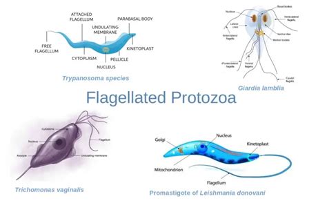  Flagellata: ¡Un Microorganismo Que Danza Con Su Cola! Un flagelado microscópico que se mueve con la gracia de un bailarín y juega un papel crucial en los ecosistemas acuáticos.