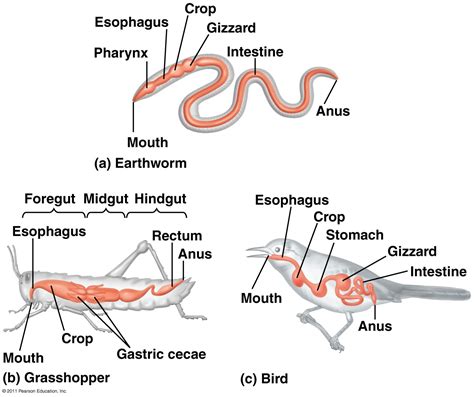 Jungermannia! Un gusano de la sangre que se esconde en las profundidades del sistema digestivo de los animales.