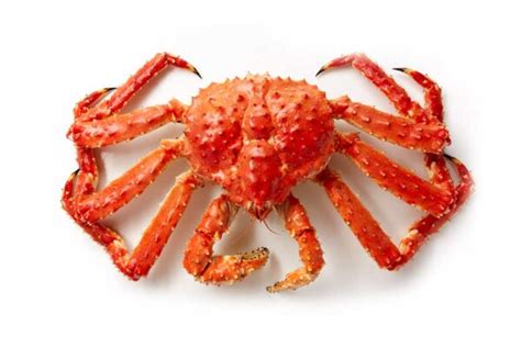  ¿King Crab: Un Rey Acuático de la Profundidad o un Crustáceo con Mala Reputación?