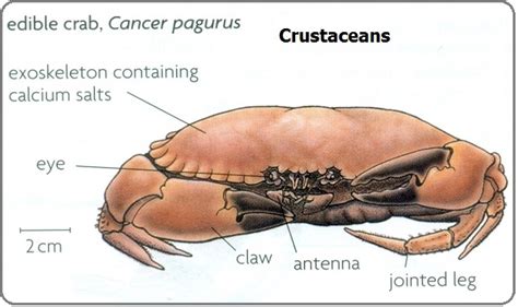  ¿Conoces al Kishi? Un crustáceo que respira por sus patas y se alimenta de pequeños organismos marinos!