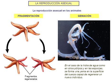  Plicatrella! Un Esponja Que Vive Entre las Rocas y Puede Reproducirse Sexualmente y asexualmente