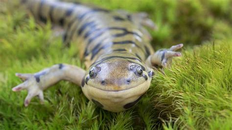 ¡Salamandra Hidromiel! Un Anfibio Acuático que también puede Respirar en la Tierra