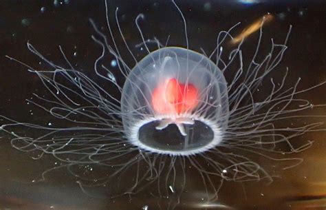  Turritopsis! Un animal que desafía la muerte, ¡un polpo gelatinoso con un secreto sorprendente!