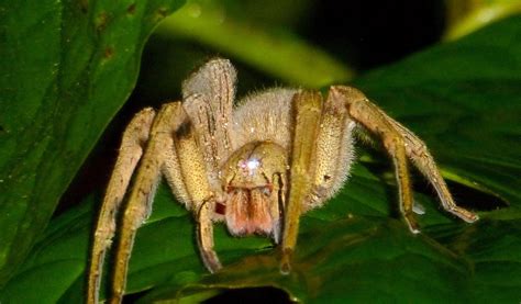  ¿El Wonderful World Awaits?: Descubriendo la Fascinante Vida del Wandering Spider